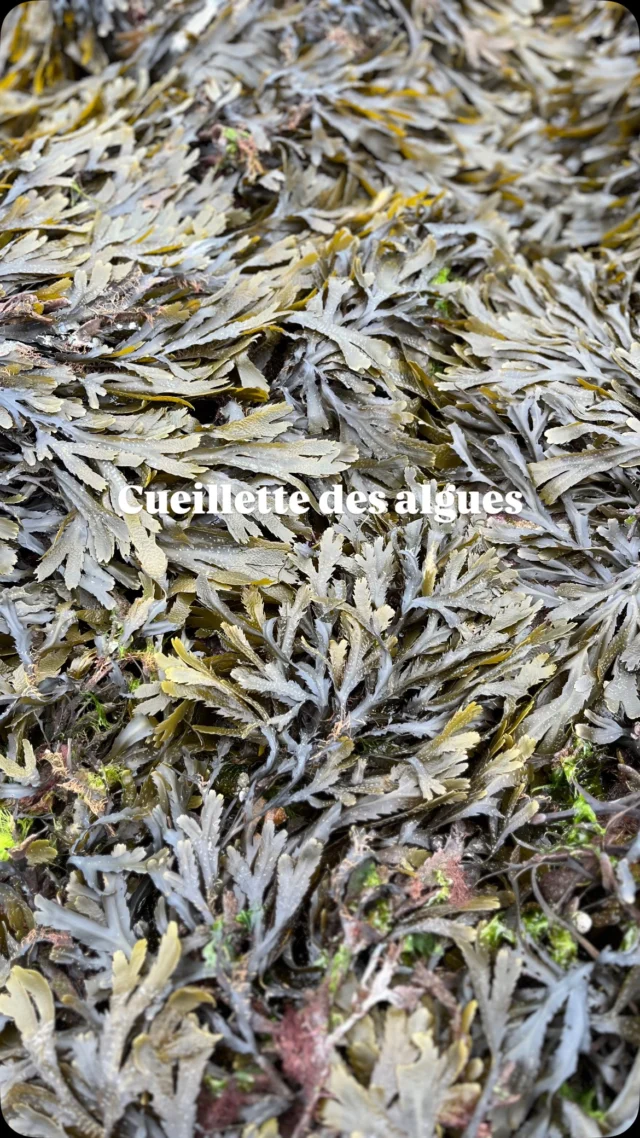Depuis le temps que je voulais découvrir les algues de plus près, j’ai enfin participé à une balade “Cueillette d’algues”avec Muriel de @alguesetcolibri 
Grâce à sa passion et son expertise, j’ai appris à les reconnaître et cueillir !

Parmi celles que j’aicueillies : laitue de mer, sargasse, poivre de mer, aomori… J’ai aussi appris sur le wakamé, une algue que l’on consomme beaucoup au Japon. Elle est aujourd’hui bien présente sur la côte atlantique, introduite accidentellement avec l’importation d’huîtres japonaises 🦪

Depuis cette balade, je ne regarde plus la mer de la même façon… et les algues, je les invite désormais plus souvent dans mon assiette ! 🌿
 Je recommande vivement cette balade avec Muriel, une vraie immersion iodée et inspirante.

🌊Recette simple pour déguster les algues - Sunomono

Ingrédients :
•	1 concombre
•	Algues
•	1 petit morceau de gingembre
•	1 c. à soupe de sucre
•	2 c. à soupe de vinaigre de riz
•	1/2 c. à soupe de sauce soja
•	Une pincée de sel

Préparation :

1.	Émincer finement le concombre, ajouter une pincée de sel et laisser dégorger 10 à 15 min.
2.	Laver les algues, bien les essorer et les couper si besoin.
3.	Couper le gingembre en fines juliennes.
4.	Mélanger le sucre, le vinaigre de riz et la sauce soja pour former une sauce équilibrée.
5.	Bien essorer le concombre et les algues.
6.	Mélanger le tout avec la sauce.
7.	Servir frais, décoré de gingembre sur le dessus.

@macuisinejaponaise 
#macuisinejaponaise #cuisinejaponaise #alguescomestibles #algues #alguesbretonnes #wakame #recettejaponaise #recettefacilerapide #ateliercuisine #coursdecuisinejaponaise #dinard